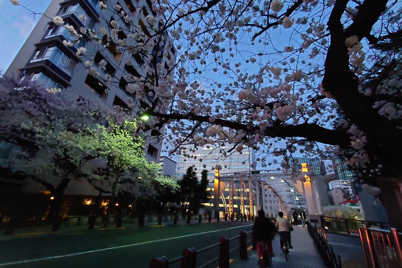 Sakura blooming 2022 Tokyo, Japan 11 20220327_181355