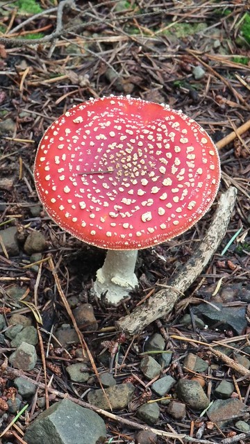 Toadstool, no toad