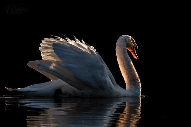 Shining Swan