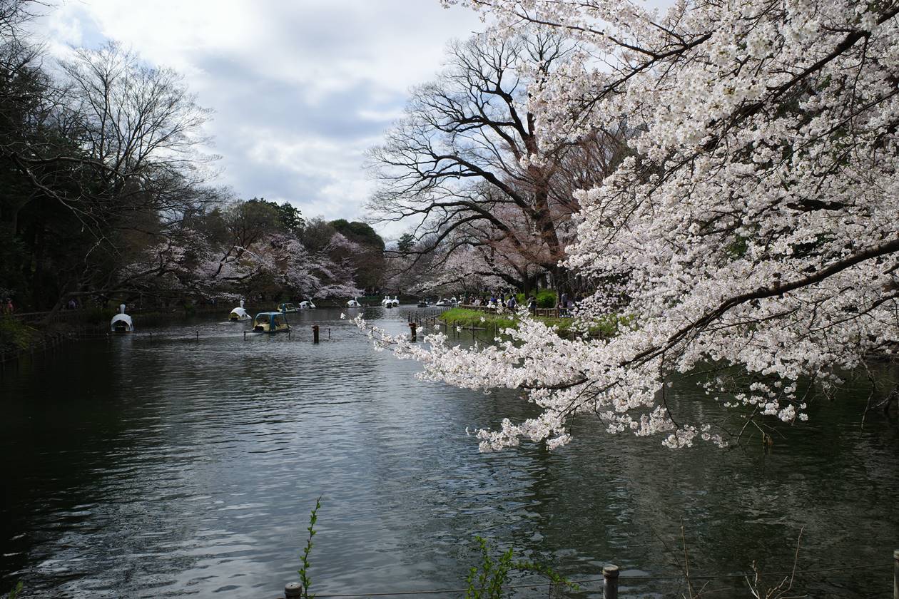 吉祥寺・井の頭公園の桜（2022年3月27日）