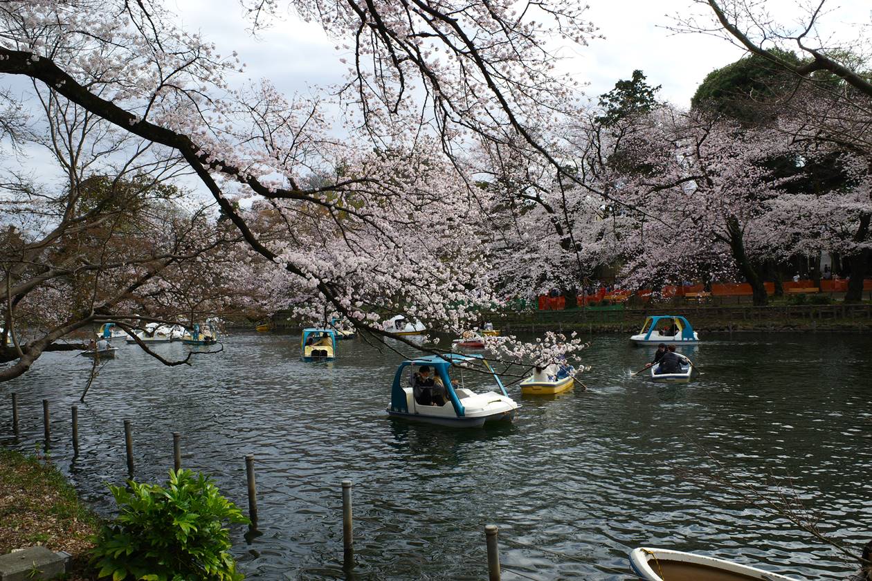 吉祥寺・井の頭公園の桜（2022年3月27日）