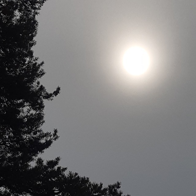 Silhouette Pine & Hazy Ghost Sun