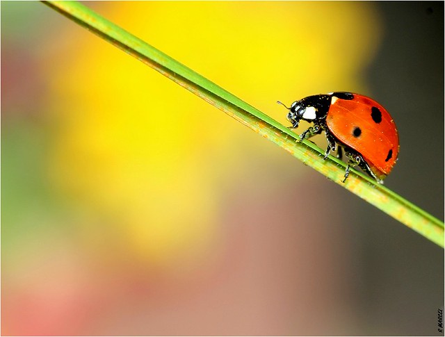 Coccinelle (Coccinella semptempunctata) ladybug