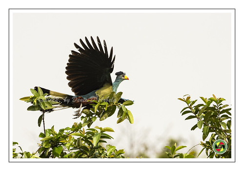 greatblueturaco uganda ugandanwildlife bird birdsofuganda birds aves vogel pássaro uccello eastafrica