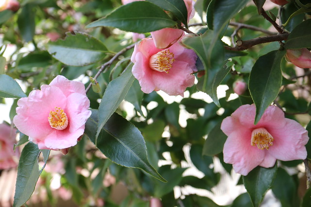 Camellia 'Tae-hime'