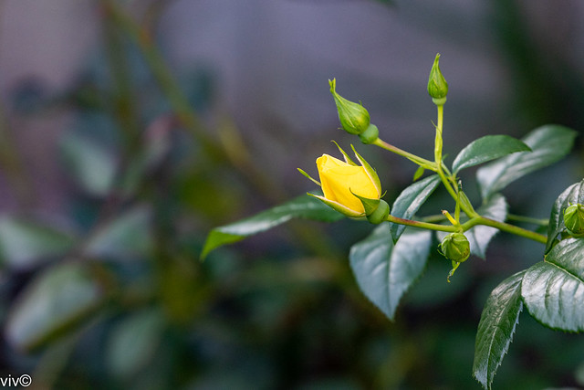 Lovely Flower Carpet Yellow Rose bud unravelling in our garden