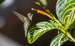 Lesser Antillean Crested Hummingbird
