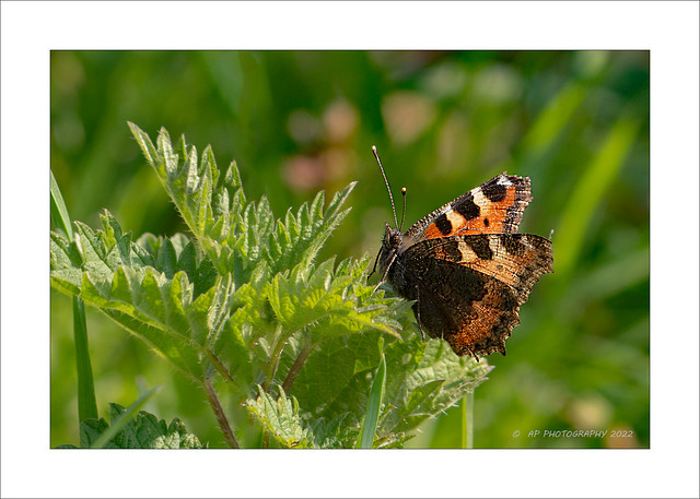 Small Tortoiseshell, butterfly in the spring sunshine