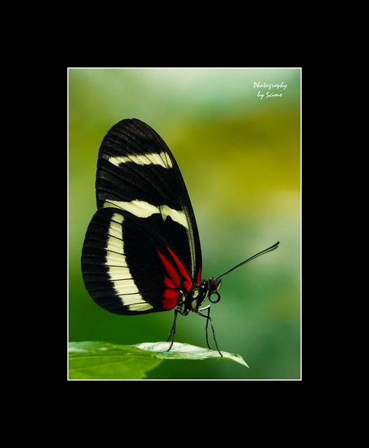--- Black Butterfly ---