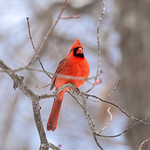 Today's cardinal