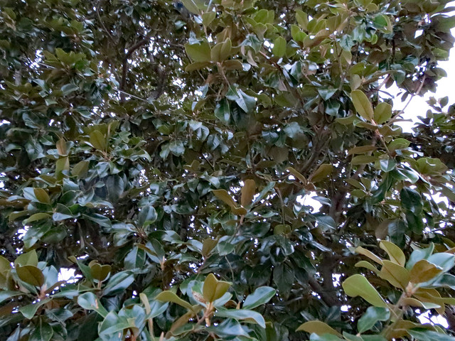 Leaves On A Large Magnolia Tree.