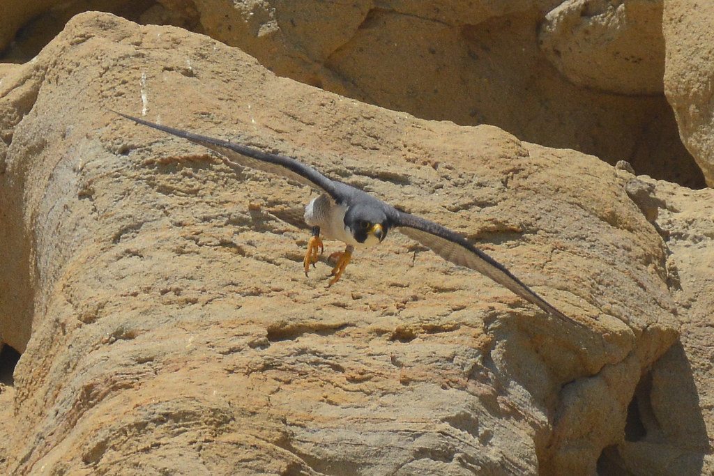 Peregrine Falcon Monitoring - Spring 2022 | Flickr