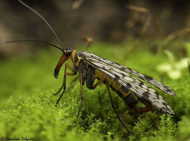 Mosca -Escorpião ♂ (Panorpa meridionalis) | Scorpion fly