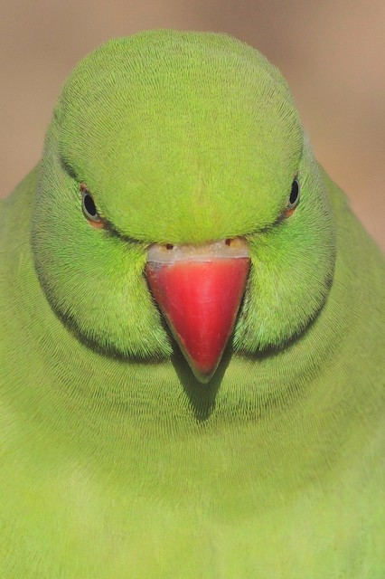 Female Ring-Necked Parakeet - Psittacula krameri