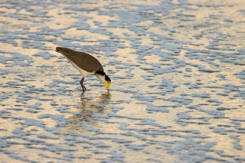 No one ever takes a nice photo of a plover…
