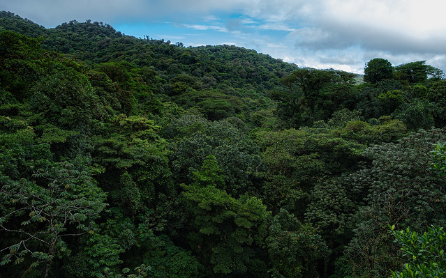 Cloud Forest Monteverde 4