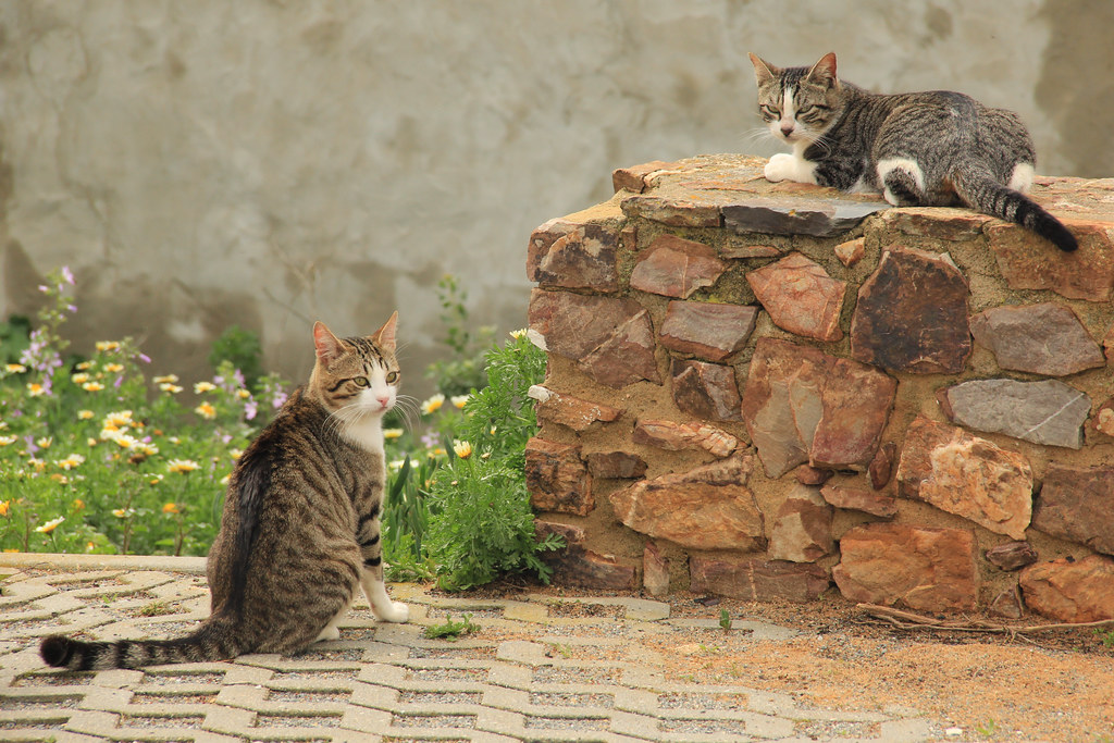 Cats waiting outside A Azenha do Mar restaurant, Fishermen's Trail