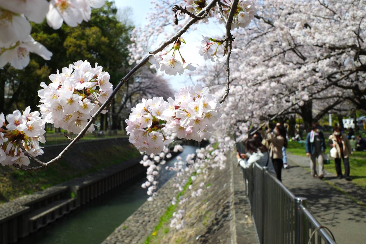 お花見・善福寺川の桜並木