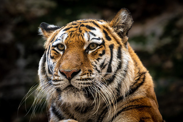 Sibirian Tiger - 1239