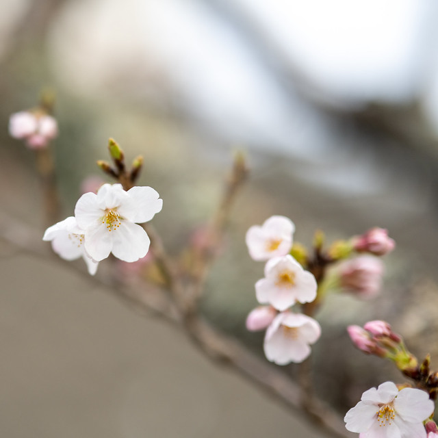 Sakura（櫻花）