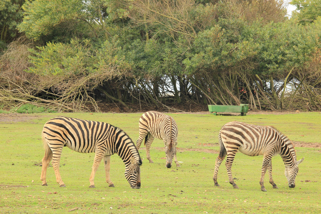 Zebras, Wildlife Park, Fishermen's Trail