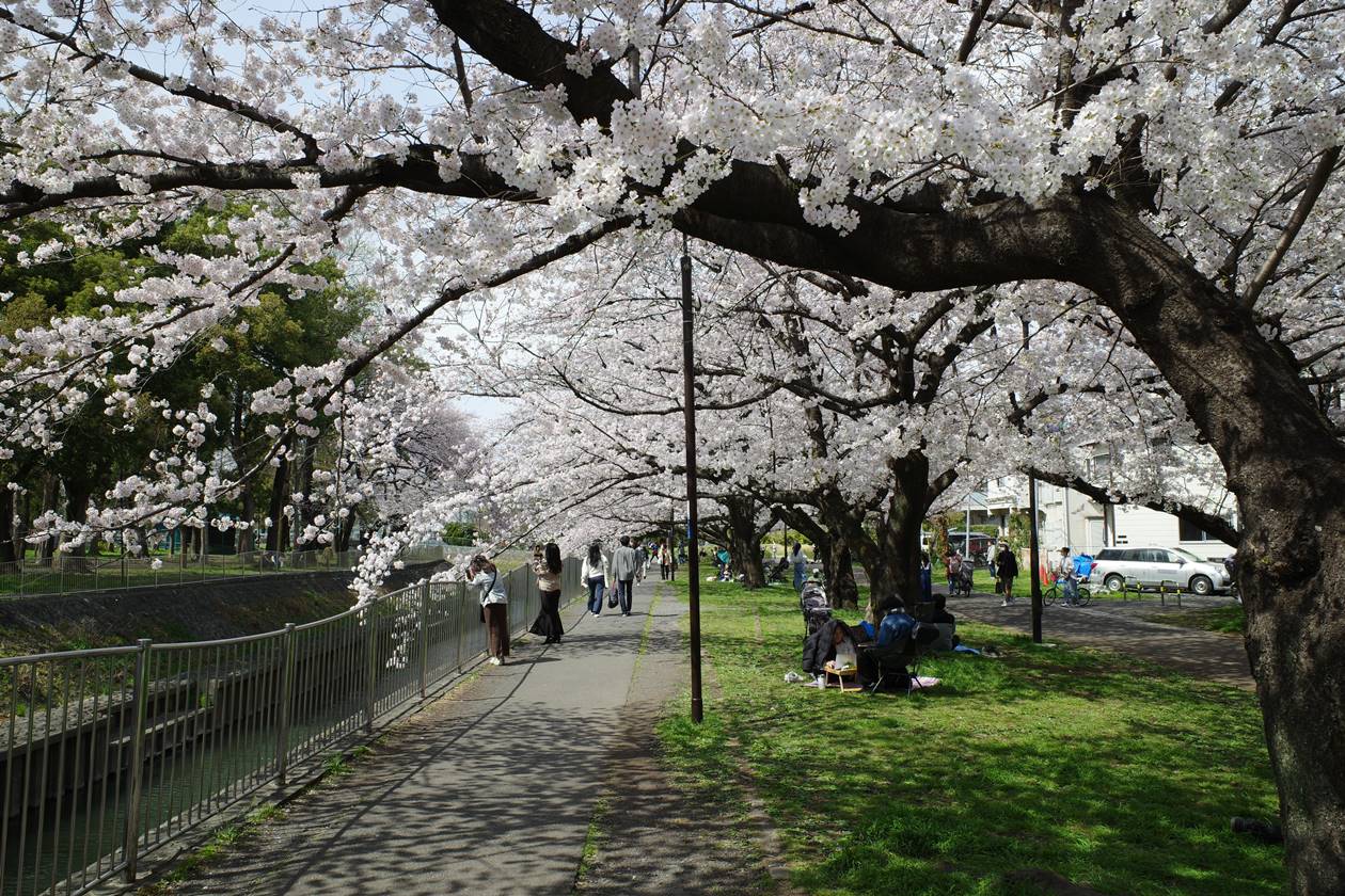 お花見・善福寺川の桜並木