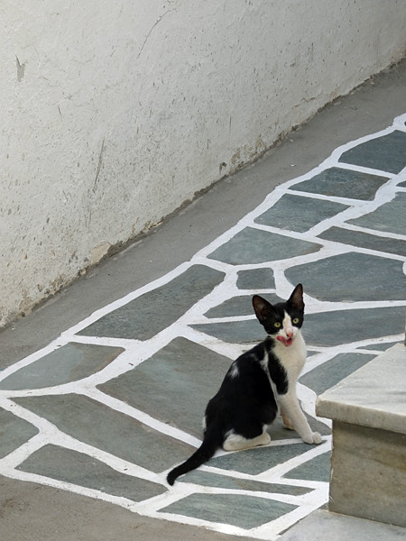 petit chat de Naxos