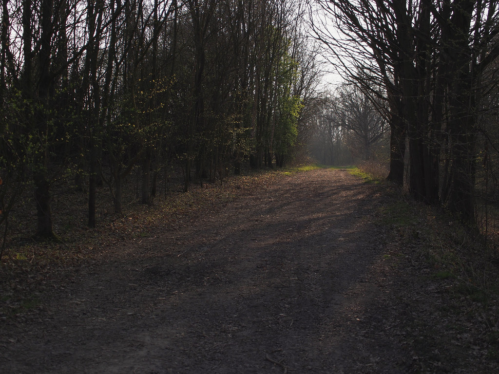 Waldweg - forest path