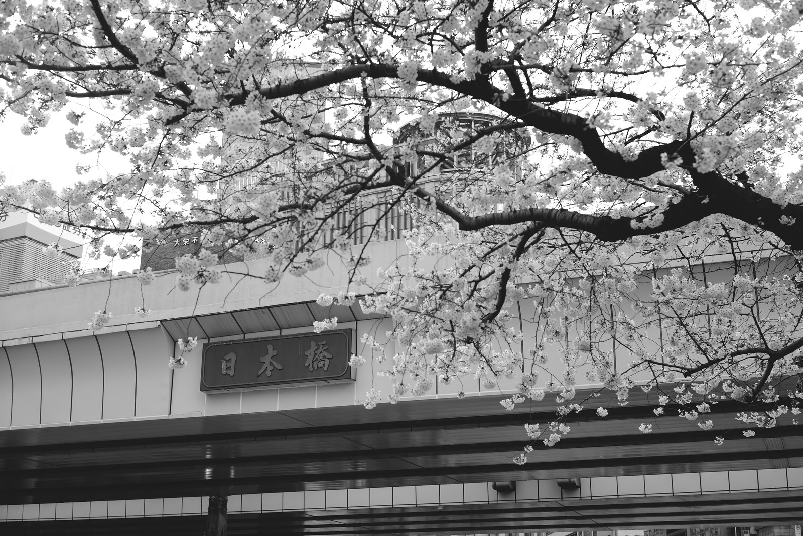 Cherry blossoms in Nihonbashi