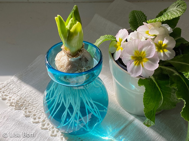 Hyacinth & Primroses