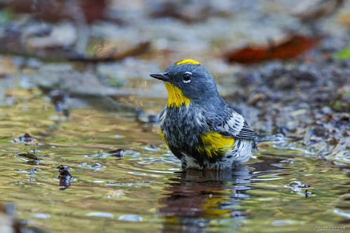 Romped Yellow-romped Warbler DSC07765 | cheungdavid_05 | Flickr