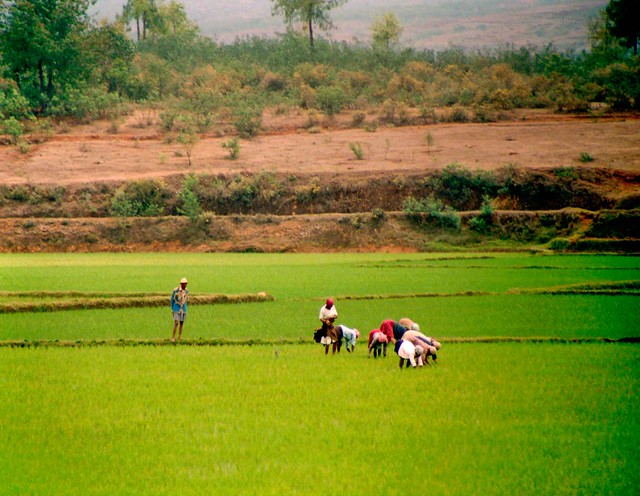 Working in the rice fields; Antsirabe, Madagascar