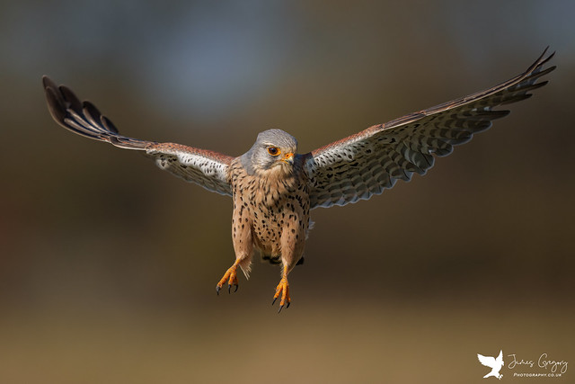 Male Kestrel hanging in the air... ready to change direction and swiftly pounce on its prey!