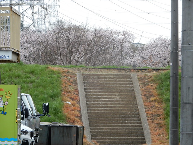 鶴見川（鴨井付近）の桜 2022.3.29
