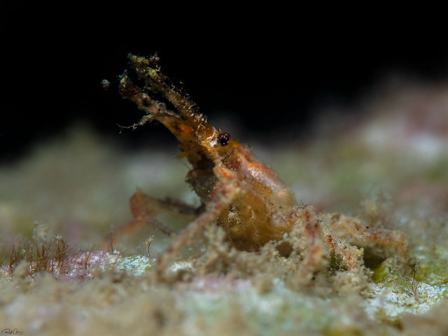 Arrow Crab - Huenia sp.