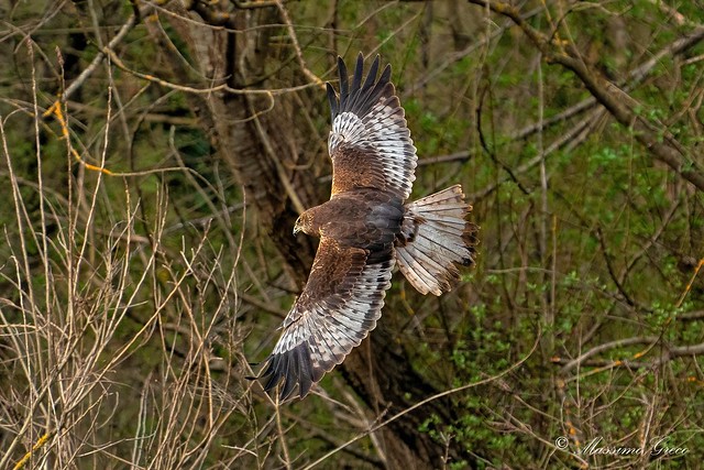 Falco di palude- maschio