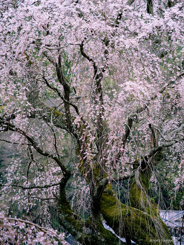 The beauty of weeping cherry blossoms ( 八構桜 )