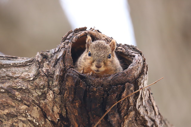 Fox Squirrels in Ann Arbor at the University of Michigan 87/2022 290/P365Year14 5038/P365all-time (March 28, 2022)