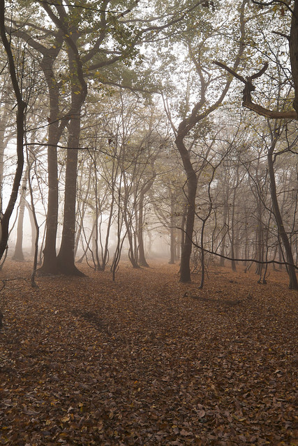 Woodland Mist