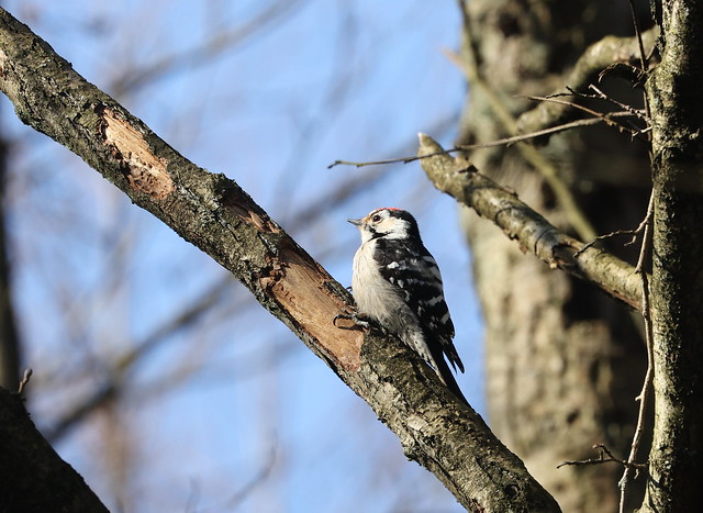 Lille flagspætte (Lesser Spotted Woodpecker / Dendrocopos minor)