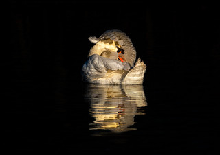 Swan in early morning light