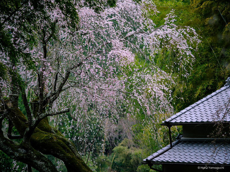 The beauty of weeping cherry blossoms (八講桜)
