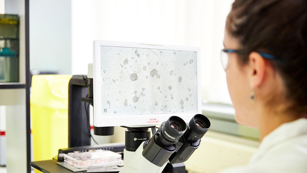 A woman in a lab looks into a microscope. The screen ahead of her shows cells