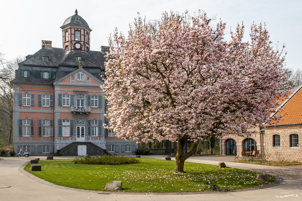 Magnolienbaum im Hof von Schloss Arff 2022