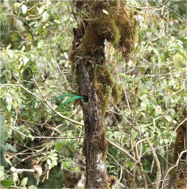 Resplendent Quetzal Nest - Pharomachrus mocinno