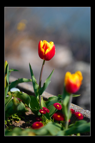 85mmf14 d850 morgestulipfestival2022 nikon spring tulips