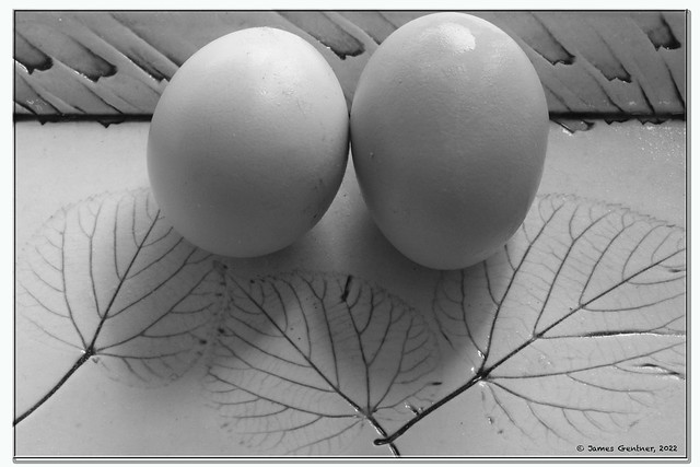 Zwei Ente Eier