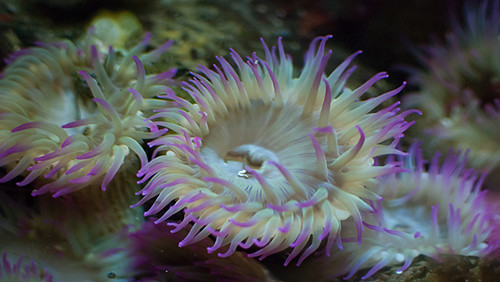 Pink Tipped Anemone