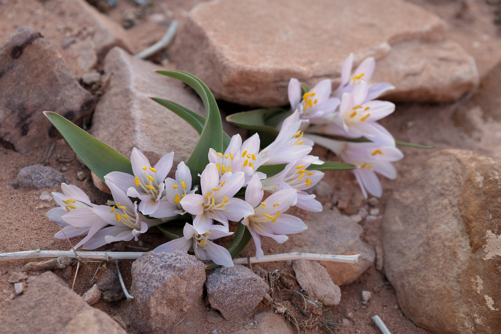 Colchicum ritchii (Egyptian Autumn Crocus) - Colchicaceae … | Flickr