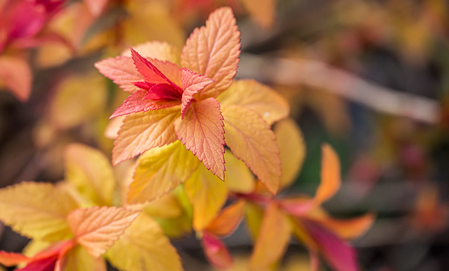 Color Blended Leaves 1 of 2
